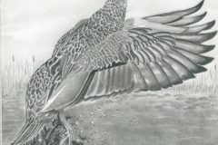 01-Colantuono-Carmine-5047855-NC-Mottled-Duck-Drake