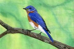 01-Wencloff-David-610604-WI-Eastern-Blue-Bird