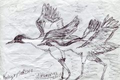 03-Moreno-Rodrigo-00821619-TX-Whooping-Cranes-scaled